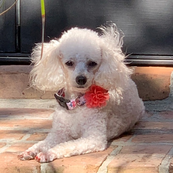 Meet your Posher, Kristen - Picture 1 of 1